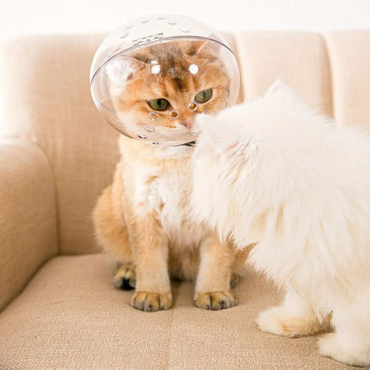Cat Anti-Bite pleiehjelm