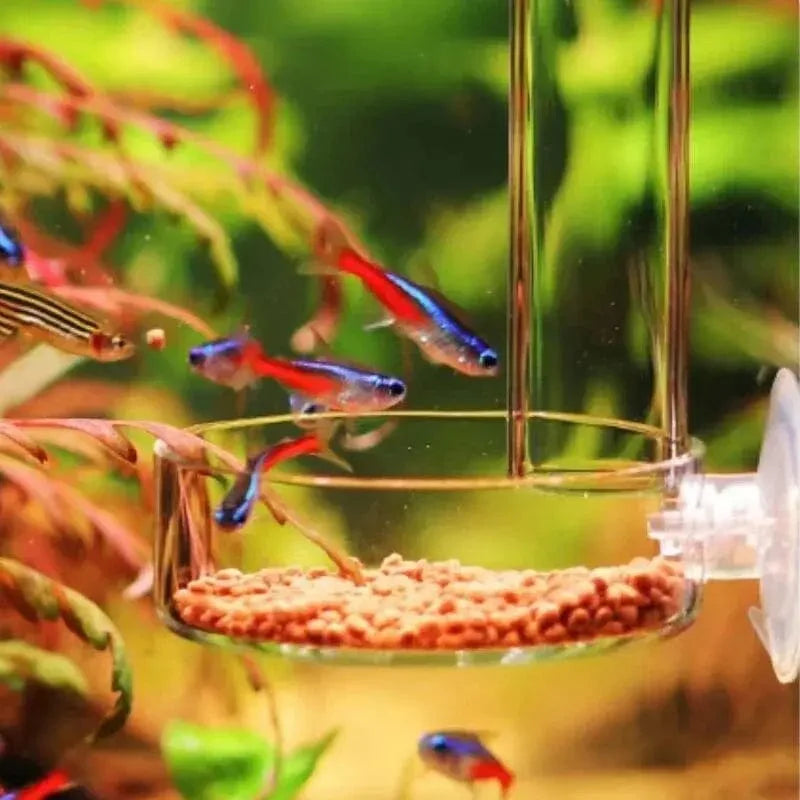 Akvariefôringsrør i Glass for Fisk og Reker 5