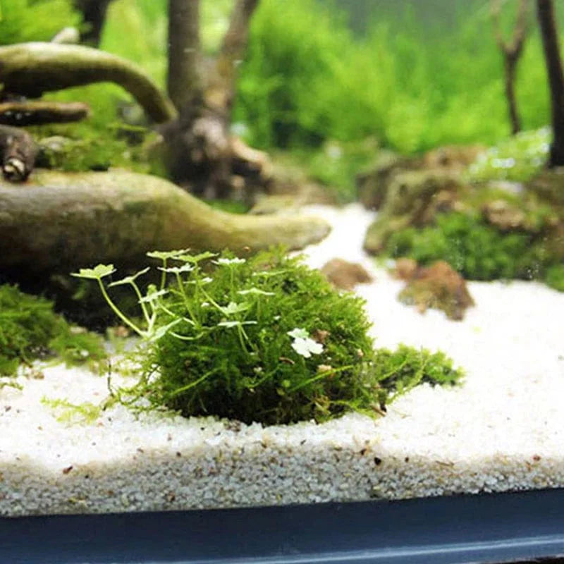 Akvarium Dekorasjon Mosball for Fisketank 3