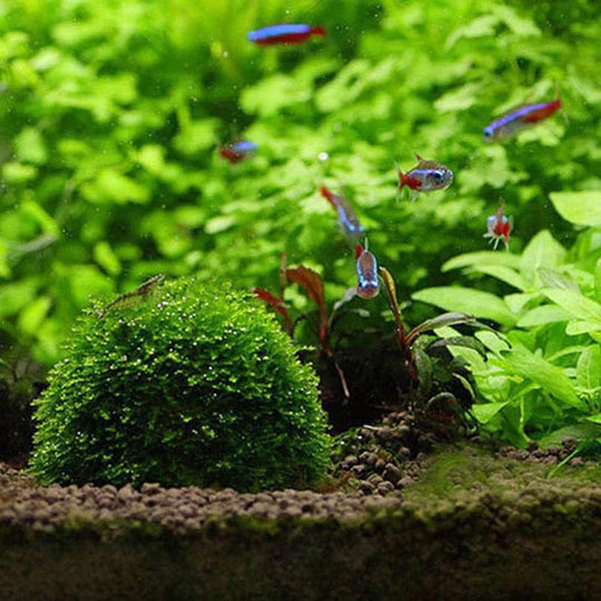 Akvarium Dekorasjon Mosball for Fisketank 4