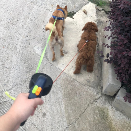Dobbel Uttrekkbar Hundebånd med Lommelykt for To Hunder 5