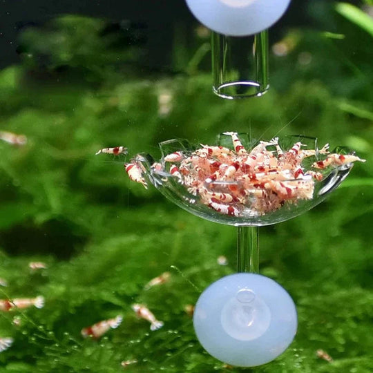 Fôringsskål for Reker i Akvarium 3