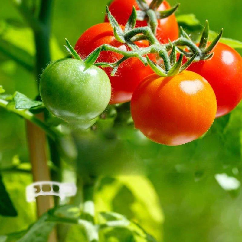 Hageverktøy for Stabilisering av Klatreplanter 5