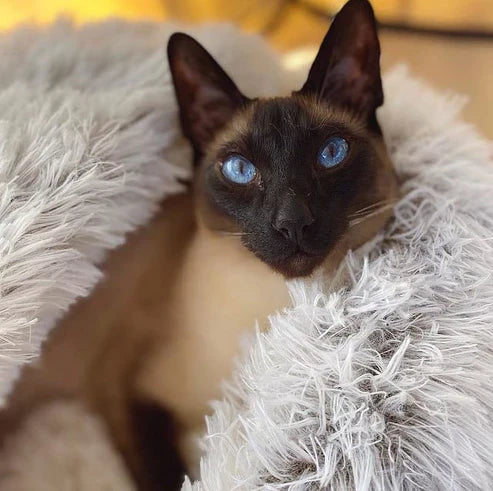 Hunde- og Kattehule med Hetter 2