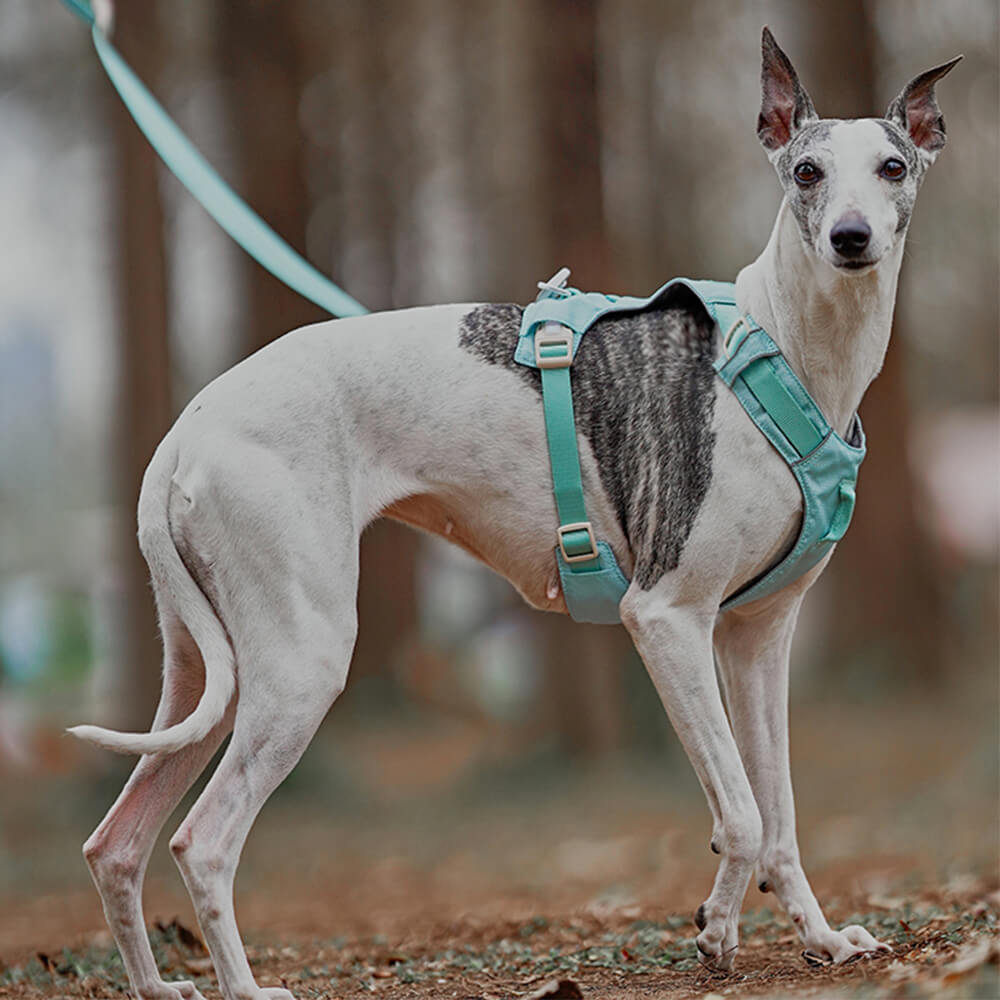 Hunde Sele Med Multifunksjonsbånd Anti-Pull Design 4