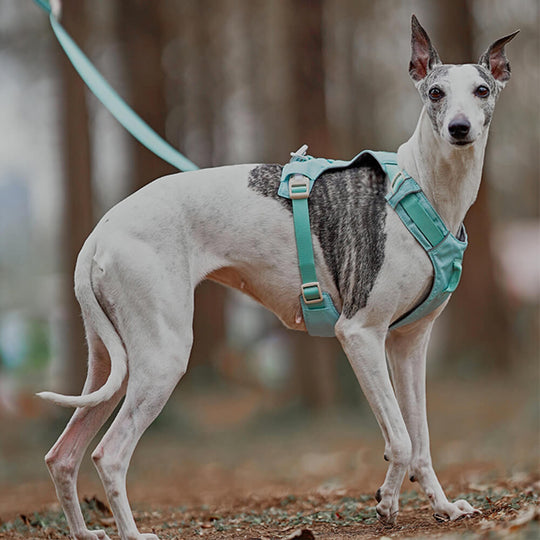 Hunde Sele Med Multifunksjonsbånd Anti-Pull Design 4