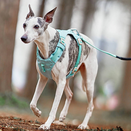 Hunde Sele Med Multifunksjonsbånd Anti-Pull Design 5