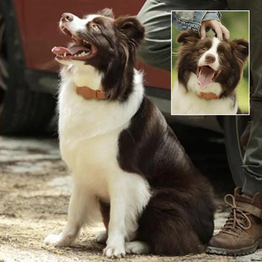 Hundehalsbånd med AirTag Design 1