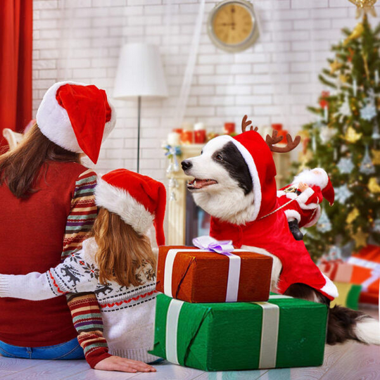 Hundekostyme Julefeiring 1
