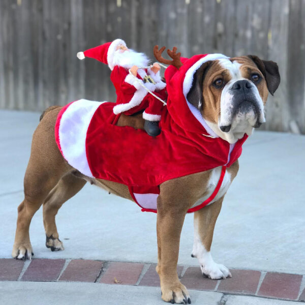 Hundekostyme Julefeiring 6
