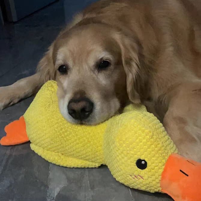 Hundelek Duck med Kvekking 7