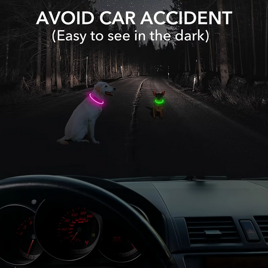 Hundens LED Halsbånd med USB Lading 5