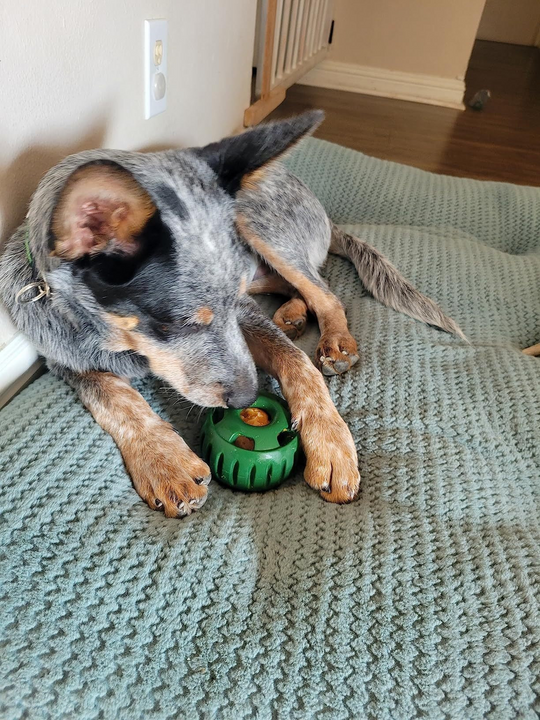 Hundens Lekeball for Snacks og Moro 4