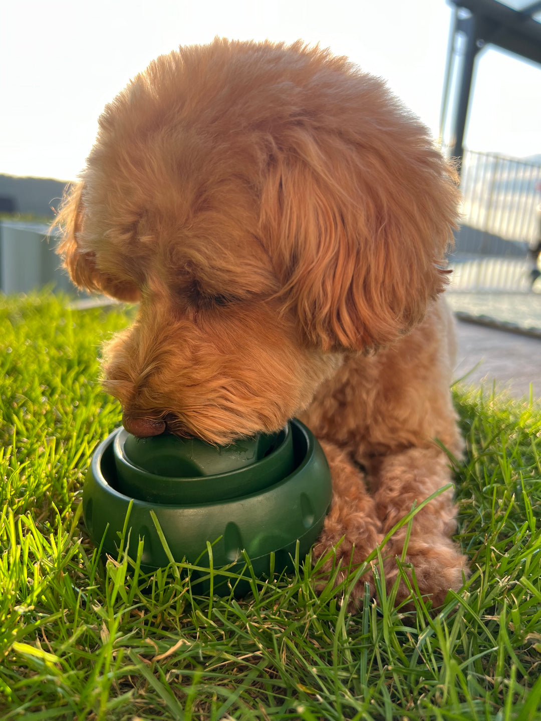 Hundens Lekeball for Snacks og Moro 7