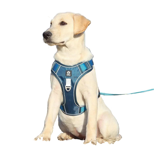 Hundesele for komfortable turer 0