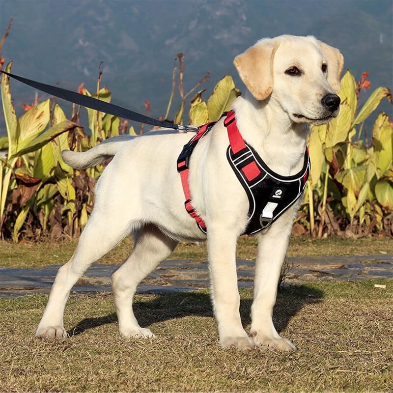 Hundesele for komfortable turer 1