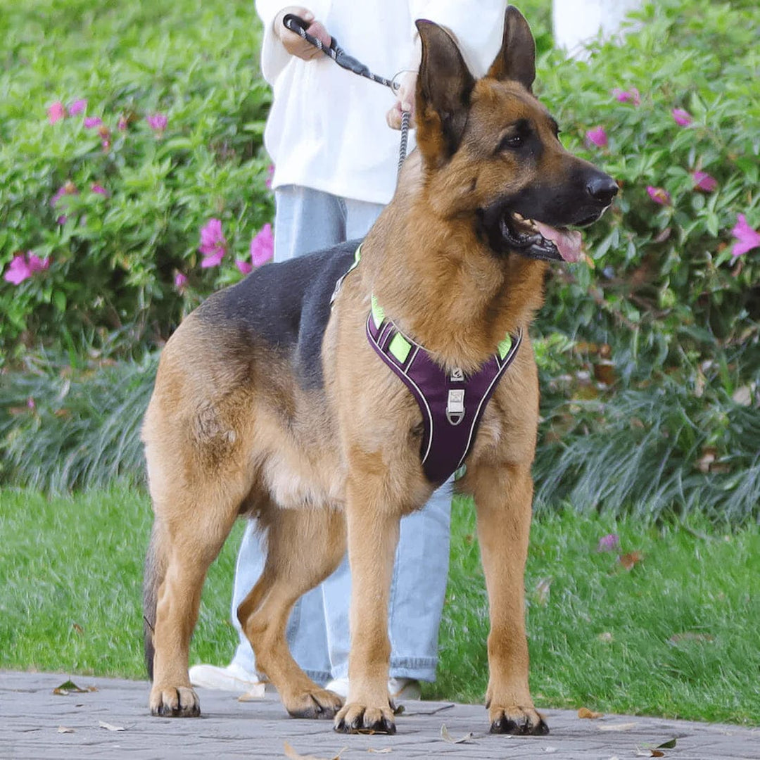 Hundesele for komfortable turer 2
