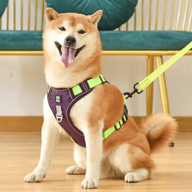 Hundesele for komfortable turer 3