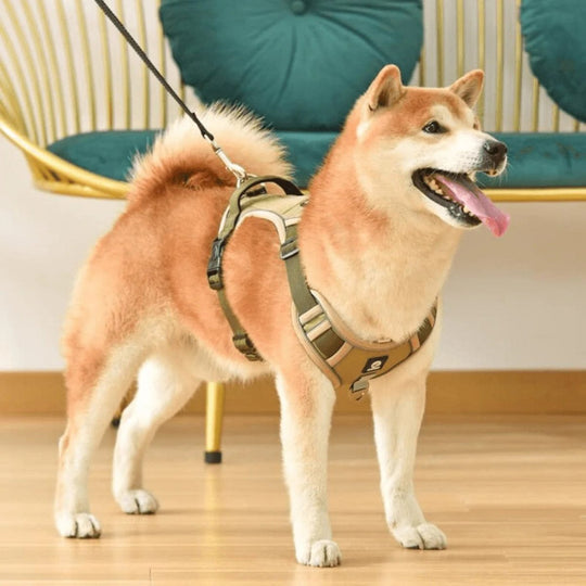 Hundesele for komfortable turer 4