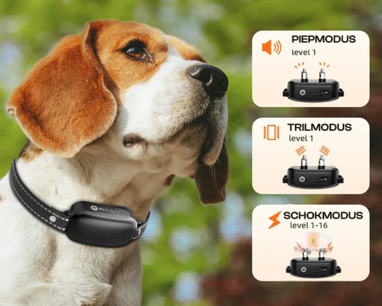 Hundetreningshalsbånd med Fjernkontroll og Vanntett Design 3