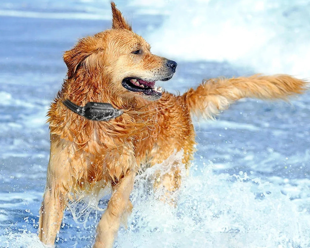 Hundetreningshalsbånd med Fjernkontroll og Vanntett Design 4