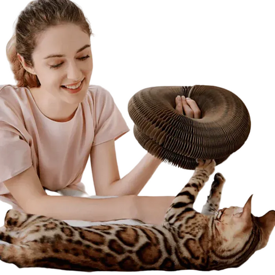 Kattens Aktivitetsleke Interaktiv 0