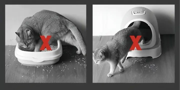 Kattesandmatte Stor Sklisikker 3