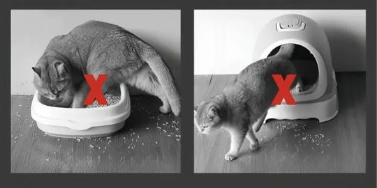 Kattesandmatte Stor Sklisikker 3