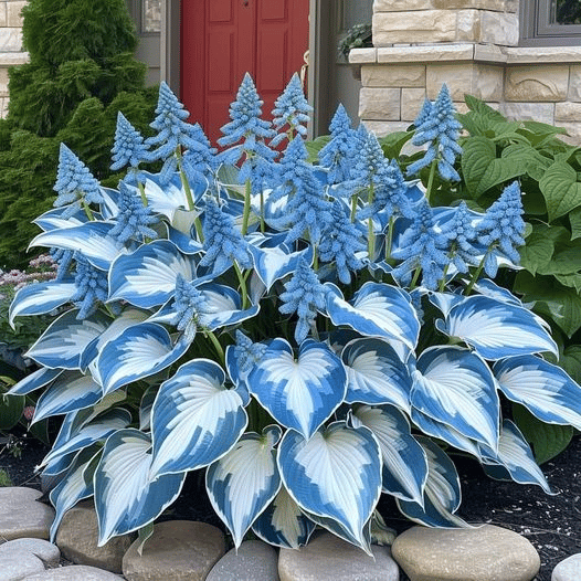 Sjelden Hosta Frø for Skyggefulle Hager 1