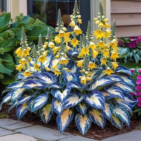 Sjelden Hosta Frø for Skyggefulle Hager 4