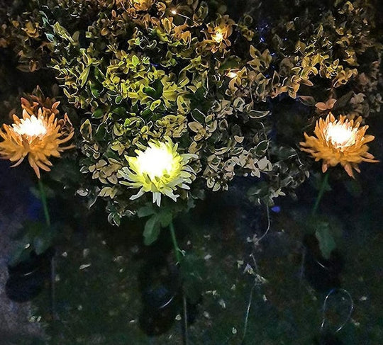 Krysantemum  LED solcellelys